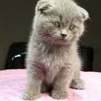 بچه گربه اسکاتیش نر