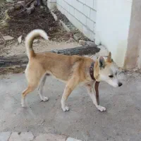 سگ ژرمن و مالینویز