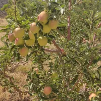 سیب سوپر لوکس|خوردنی و آشامیدنی|لاجان, |دیوار