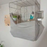 طوطی برزیلی|پرنده|پاکدشت, شهرک امام رضا|دیوار