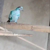 کفتر|پرنده|کهریزک, |دیوار