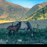 کره اسب نریان ۴ ماه فروش یا معاوضه