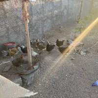 مرغ