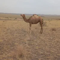شتر فروشی