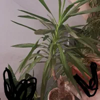 گیاه اپارتمانی|گل و گیاه طبیعی|شهریار, شهرک بهاران (ویره)|دیوار