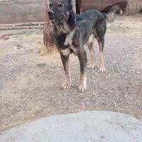 سگ نگهبان