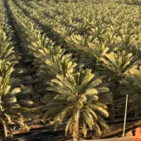 نخل درصدی(نخل فلاحه)