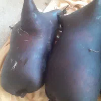 هیزه روغن