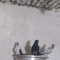 کبوتر