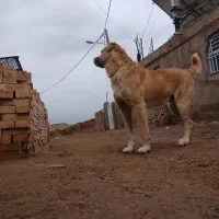 سک گله|حیوانات|طاغنکوه, |دیوار