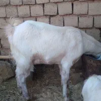 فروش ۴ عدد بز  دورگ