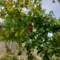 فروش زمین ۱۲۰۰ متری