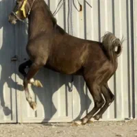 کره اسب عرب یکسر فوق سواری دار