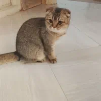 گربه