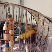 کوتوله برزیلی/ طوطی برزیلی/ فیشر/ رنگ خاص|پرنده|قم, پردیسان|دیوار