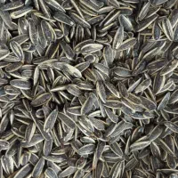 تخمه افتابگردان اعلا ۲۹۰