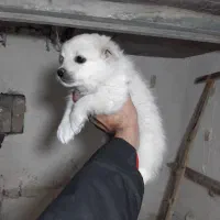 توله پامر روباهی|سگ|بجنورد, |دیوار