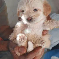 سگ پامر شیتزو