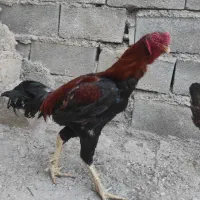 خروس لاری
