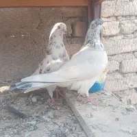 فروش یا معاوضه