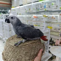 جوجه کاسکو نرمه خور