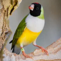 فنچ گلدین ماده بیگ سایز