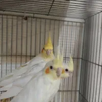 عروس هلندی جوجه نر و ماده موجوده