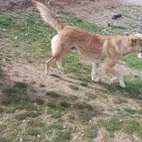 سگ گلی|سگ|خرمآباد, |دیوار