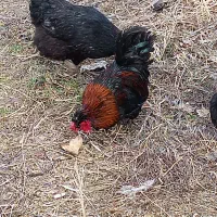 خروس پاکوتاه|حیوانات مزرعه|نوشین شهر, |دیوار