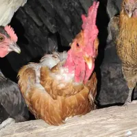 خروس گردن لختی|حیوانات مزرعه|سیرجان, |دیوار