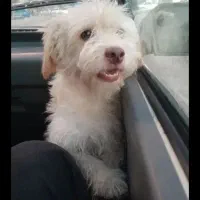 سگ‌گمشده|حیوانات|مسجد سلیمان, |دیوار