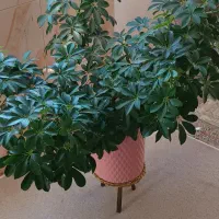 فروش گل|گل و گیاه طبیعی|مریوان, |دیوار