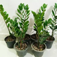 گل و گلدون لطفا توضیحات