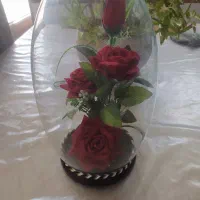 گل رز