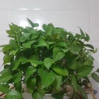 گل اپارتمانی|گل و گیاه طبیعی|اصفهان, پینارت|دیوار