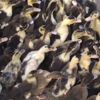 ۸۰۰ عدد اردک یک ماهه|حیوانات مزرعه|رشت, فلسطین|دیوار