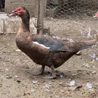 اردک مسکویی شکلاتی و کوکو بالغ