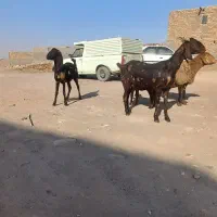 دوراس.بزچهل خال.یک زایید.ویک ابستن|حیوانات مزرعه|تربت جام, میان جام|دیوار