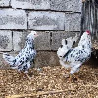 جوجه گلین پنگوئنی و تخم گلین