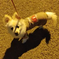 سگ پامر روباهی|سگ|رشت, حمیدیان|دیوار