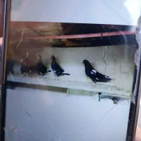 پلنگ سیاه جوانه