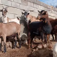 بزآلپای بزشیری بزنرسانن|حیوانات مزرعه|کهریزک, |دیوار