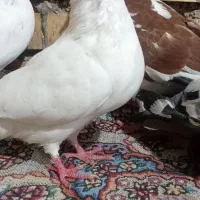 ۶عدد کبوتر.پروندنی|پرنده|شادگان, |دیوار