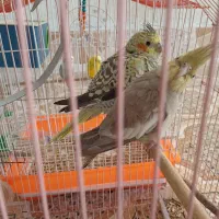 فروش عروس هلندی