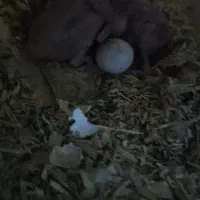 جفت طوطی ملنگو لوتینو مولد|پرنده|بندرعباس, |دیوار