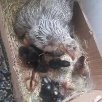 ۲۳تا جوجه محلی زیر مرغی۲روزه کرک شو دونه ای۷۵