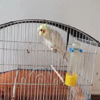 فروش عروس هلندی نر