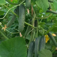 خیار درختی اصلاح شده خطی