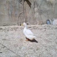 اردک نر