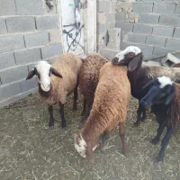 ۷راس گوسفند